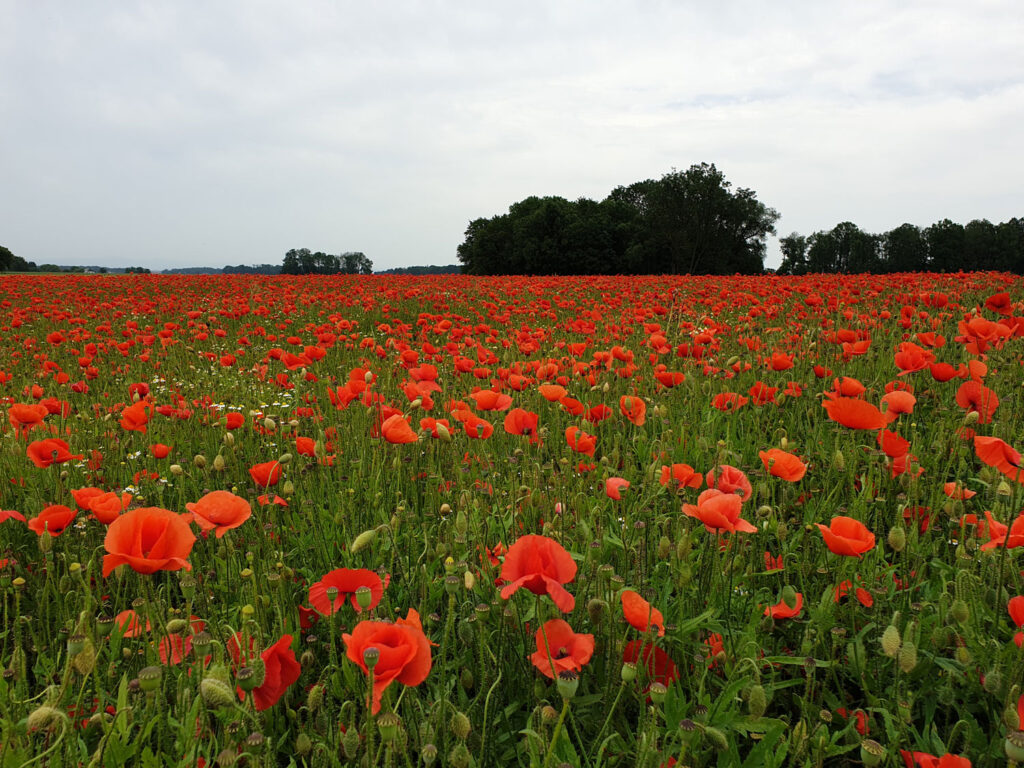 62_Si3_20-Kärntner-Saatbau-Mohnblumen