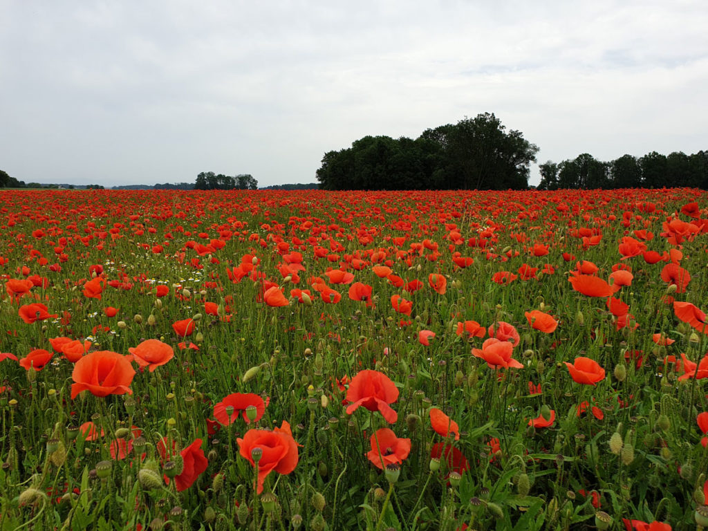 webVermehrungsfläche-von-Klatschmohn