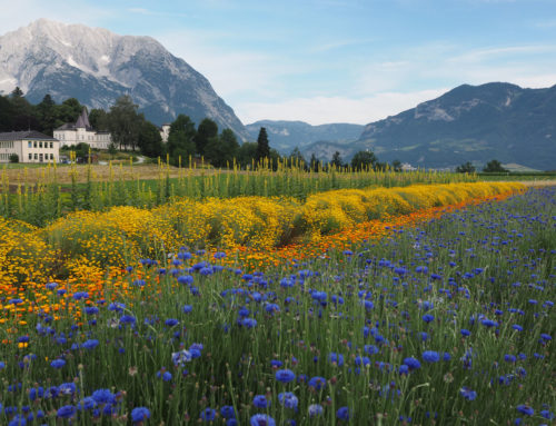 Kärntner Saatbau: Wildpflanzensaatgut für Biodiversität