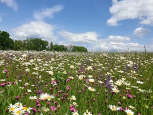 webBienenweide