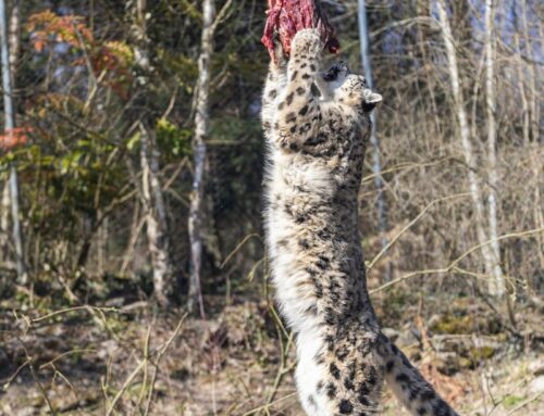 Futterseilbahn von Inauen-Schätti: Fette Beute für Tiger, Löwen, Leoparden