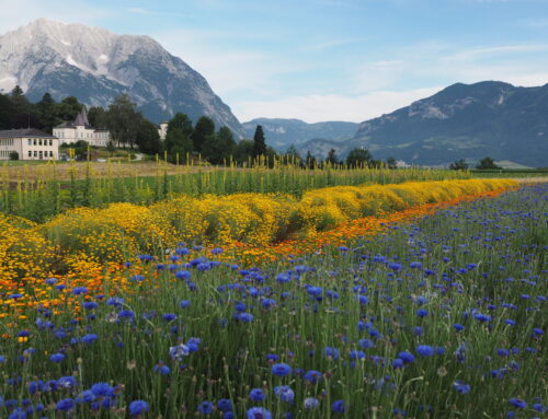 Saatgut als Grundlage: Standortgerecht kultivieren